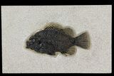 Fossil Fish (Cockerellites) - Wyoming #158567-1